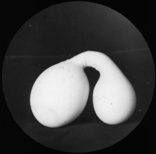 Egg-shaped object, possibly a deformed emu egg [transparency] : a lantern slide from John Flynn's missionary days in Gippsland 1906-7 / John Flynn