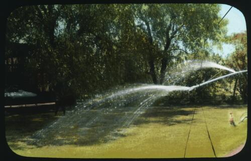 Sprinkler system operating on garden lawn with dog in the background , unidentified location [transparency] : a lantern slide used by John Flynn in lectures / [John Flynn?]