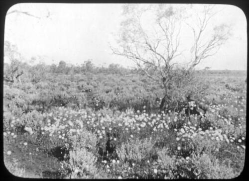 Wild flowers in outback Australia with young man reclining beneath shrub [transparency] : a lantern slide used by John Flynn in lectures / [John Flynn?]