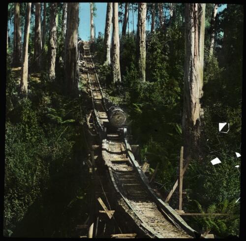 Timber transported through forest on rail tracks [transparency] / [John Flynn?]