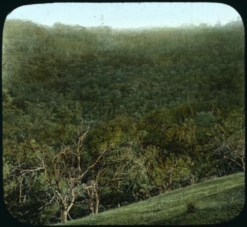 View of distant hillside [transparency] : a lantern slide from John Flynn's missionary days in Gippsland 1906-7 / John Flynn