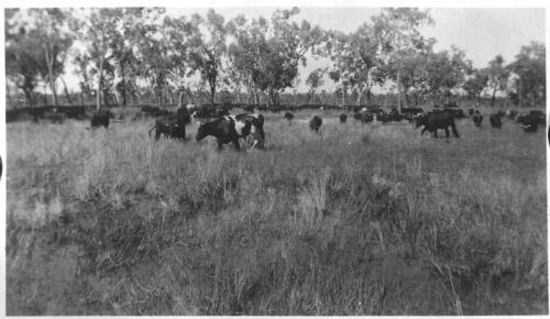 Peninsula cattle [1] [picture] : part of scenes of far western Queensland, Fred McKay gulf patrol, 1937/ [John Flynn?]