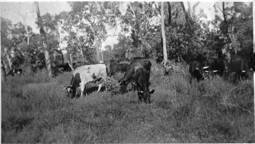 Peninsula cattle [2] [picture] : part of scenes of far western Queensland, Fred McKay gulf patrol, 1937/ [John Flynn?]