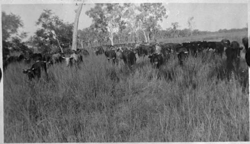 Peninsula cattle [3] [picture] : part of scenes of far western Queensland, Fred McKay gulf patrol, 1937/ [John Flynn?]