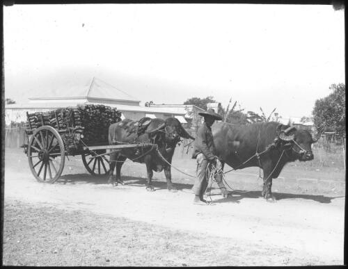 Chinese man and his buffalo team and cart, Darwin, Northern Territory [transparency] : taken on a survey trip re Flying Doctor Scheme. Rev J.A. Barber and Dr George Simpson 1927 / [John Flynn?]