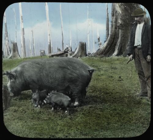 Unidentified man with sow and piglets [transparency] / [John Flynn?]