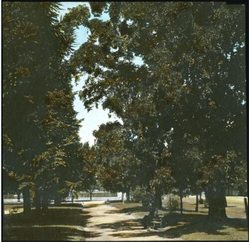 A park [with an avenue of trees] [transparency] : part of a lantern slide lecture collection / [John Flynn?]