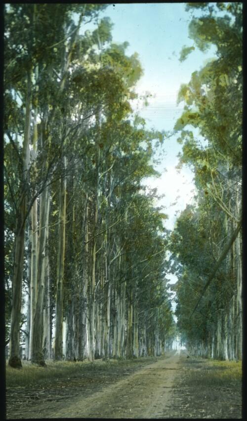 Avenue [transparency] : part of a lantern slide lecture collection / [John Flynn?]