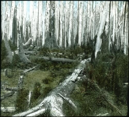 Way to school [dead trees in a forest] [transparency] : a lantern slide from John Flynn's missionary days in Gippsland 1906-7 / John Flynn
