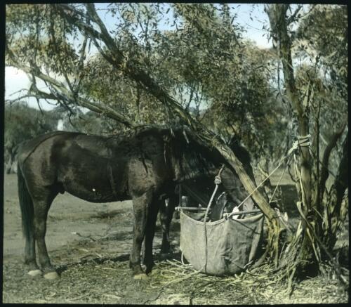 Horse feeding [transparency] : a lantern slide from John Flynn's missionary days in Gippsland 1906-7 / John Flynn