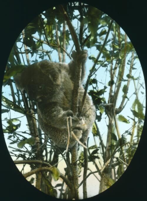 Koala in a tree [transparency] : a lantern slide from John Flynn's missionary days in Gippsland 1906-7 / John Flynn