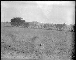 Donkey team pulling a wagon [transparency] : scenes in the Diamantina ...