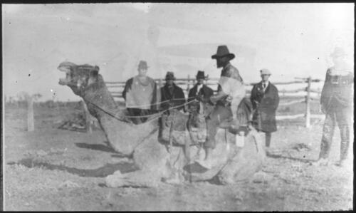 Unidentified Aboriginal man on a camel, Northern Territory [transparency] : taken during the Resonian trip to the Northern Territory led by John Flynn / [John Flynn?]