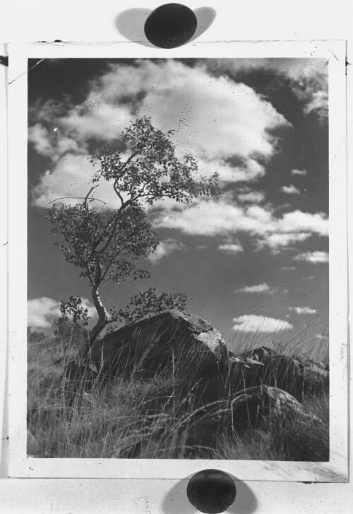 Eucalyptus tree amongst rocks and tall grass [picture] : scenes around Cloncurry, 1938-1940 [1]/ [John Flynn?]