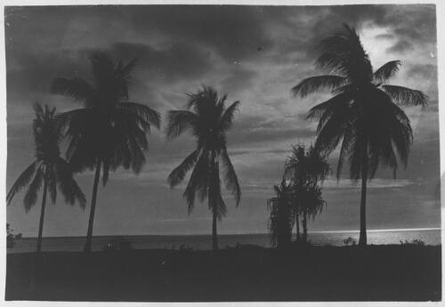 Palm trees on an unidentified beach, Northern Territory [picture] : Darwin / [John Flynn?]