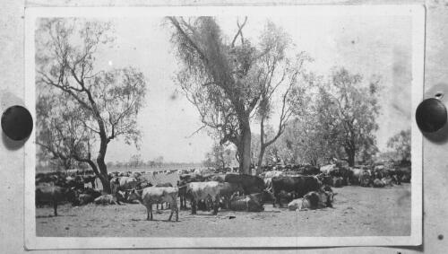 Herd of cattle in bush [picture] : Sister Boakes, Southern Patrol / [John Flynn?]