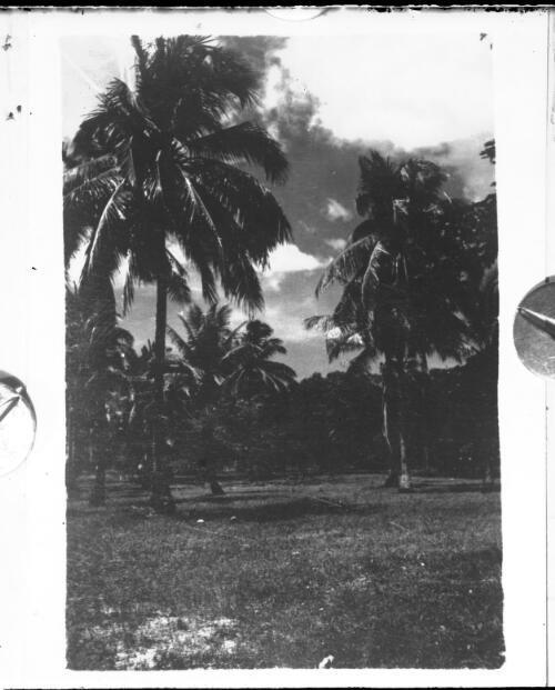 Palm trees [picture] / [John Flynn?]