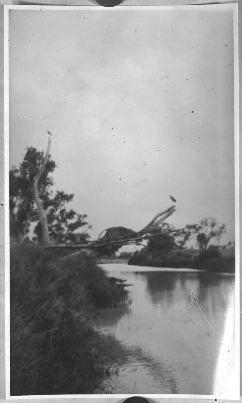 Dead tree branches on a river bank [picture] : scenes from the North Australia Patrol and other general scenes, 1937 - 1942 / [John Flynn?]