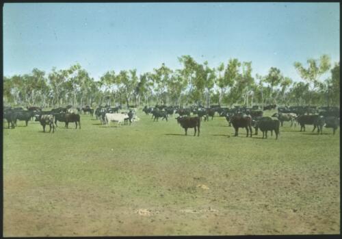 Cattle grazing, Queensland [transparency] / [John Flynn?]