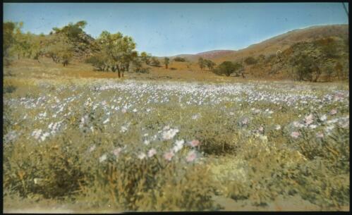 Wildflowers, Central Patrol [transparency] : scenes of Tennant Creek and the Northern Territory, Beltana, Oodnadatta and other general scenes / [John Flynn?]