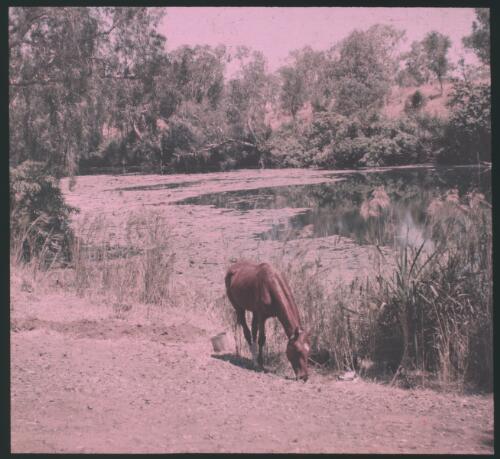 Roper River at Elsey [transparency] : scenes of Tennant Creek and the Northern Territory, Beltana, Oodnadatta, and other general scenes / [John Flynn?]