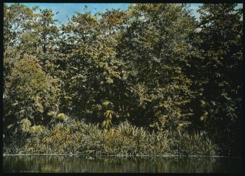 Tropical vegetation along the banks of  a river [transparency] / [John Flynn?]