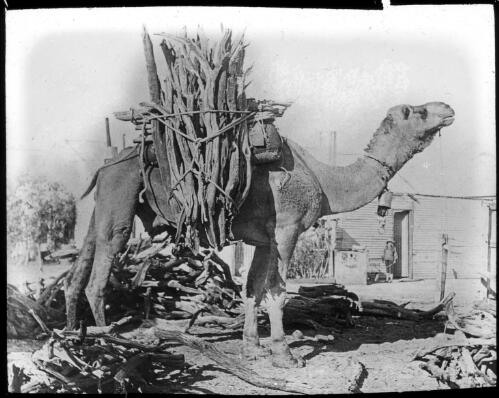 Camel loaded with wood [transparency] / [John Flynn?]