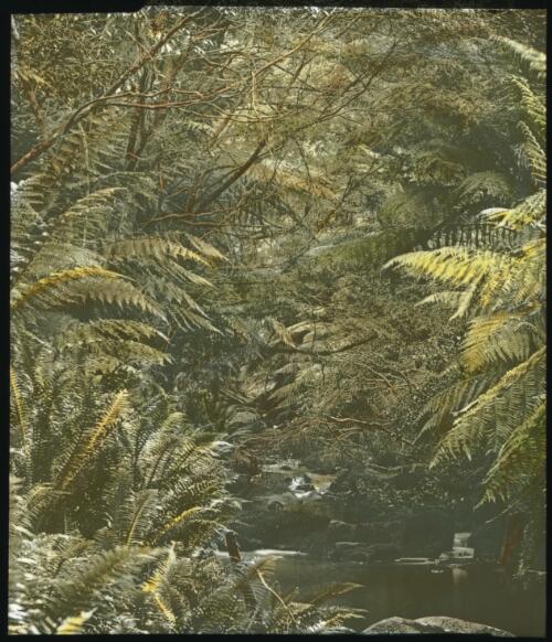 Stream surrounded by tree ferns and overhanging trees [transparency] / [John Flynn?]