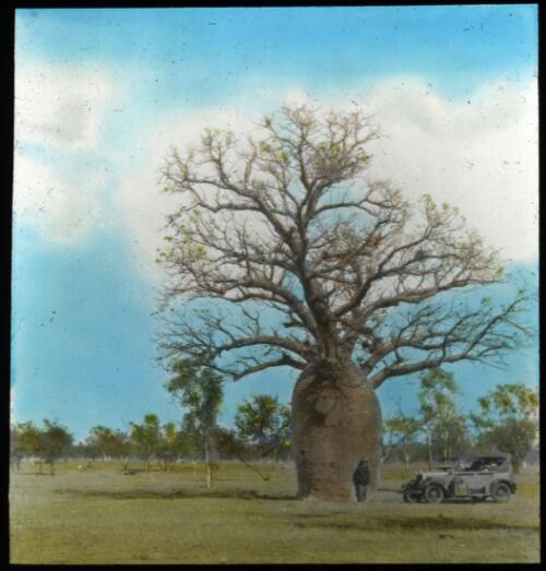 An unidentified man standing under a boab tree with a car [transparency] : a lantern slide used in lectures on all Australian Inland Mission activities, [1940-]/ [John Flynn?]