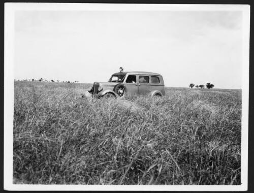 Reverend Goy's car in amongst long bull mitchell grass after leaving Lerida homestead, Western Queensland [picture] : photographs taken by C.T.F. Goy during his North Australia patrol, 1937-1942 / C.T.F. Goy