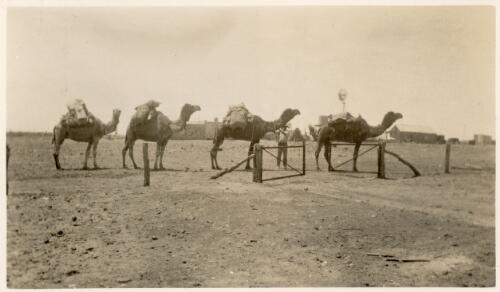 Camel train close to an unidentified outback town [picture] : scenes from the AIM Gulf Patrol / [John Flynn?]