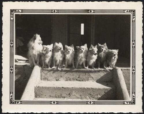 A group of eight pomeranians sitting at the top of some steps [picture] / [John Flynn?]