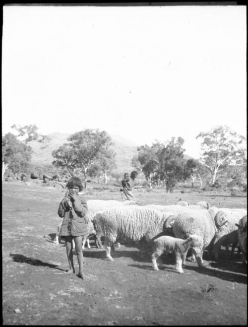 Two children and a woman with a flock of sheep in the Musgrave Ranges, South Australia, 1935 [transparency] / C. Duguid