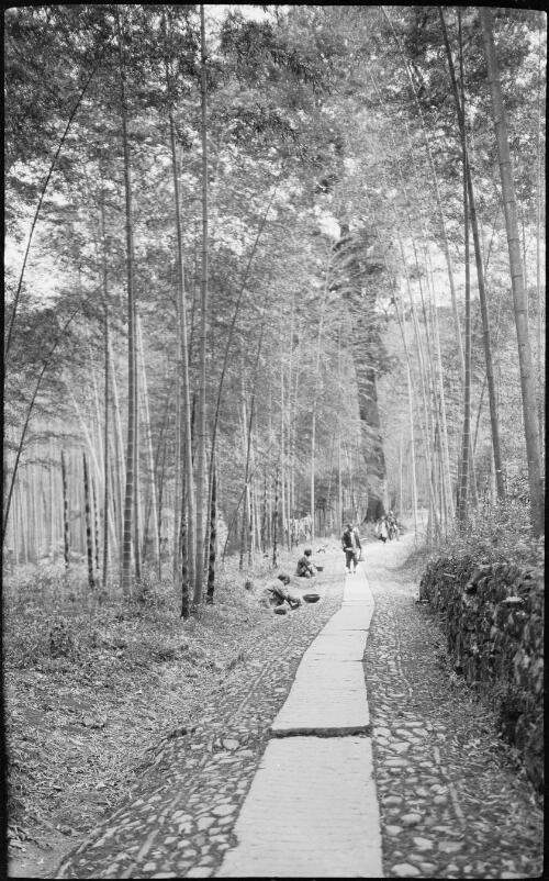 [Rural view of bamboo grove with pathway through and people sitting with bowls at side, China, ca. 1930] [picture] / Stanley O. Gregory