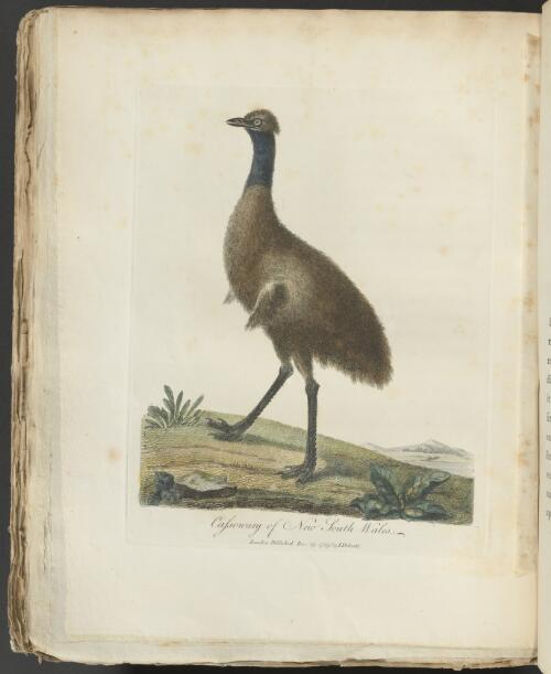 Journal of a voyage to New South Wales : with sixty-five plates of non descript animals, birds, lizards, serpents, curious cones of trees and other natural productions / by John White Esqre