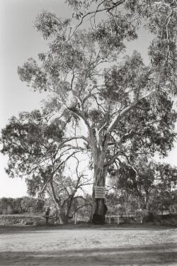 Burke and Wills camp and tree, Menindee [picture].