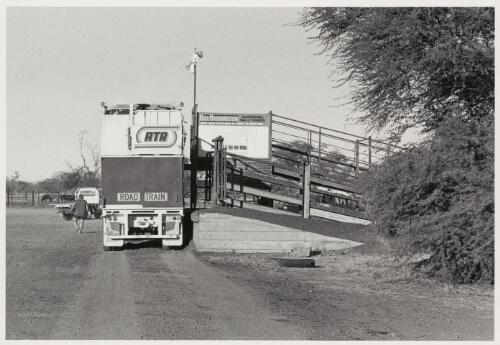 Loading Cattle, Bill Harrington Saleyards, Cloncurry [picture]