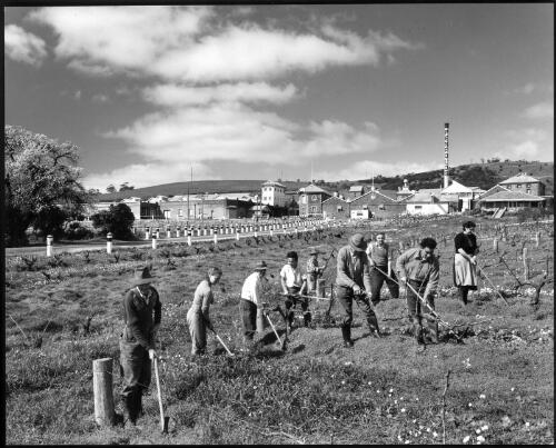 [In the vineyard] Dr Penfold's first vineyard at Magill, Adelaide (for "medicinal purposes"), 1958 [picture] / Wolfgang Sievers