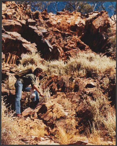 Shell geologist taking rock samples in the Mt Isa area, Queensland, 1979 [picture] / Wolfgang Sievers
