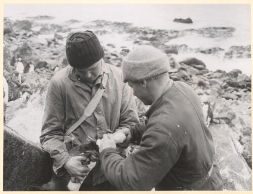 Graham Budd and Bob Summers, Australia National Antarctic Research Expedition medical officers, catching penguins at Heard Island, Antarctica, 1955 [picture] / George Lowe