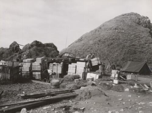 The Macquarie Island camp site, Tasmania, 1948 [picture] / N. Laird