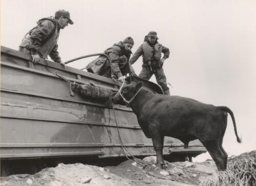 A young red polled bull, Heard Island, Antarctica, 1955 [picture] / George Lowe