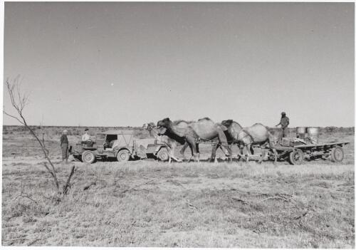 Camels harnessed to water cart, Northern Territory, 1948 [picture] / Gurth Kimber