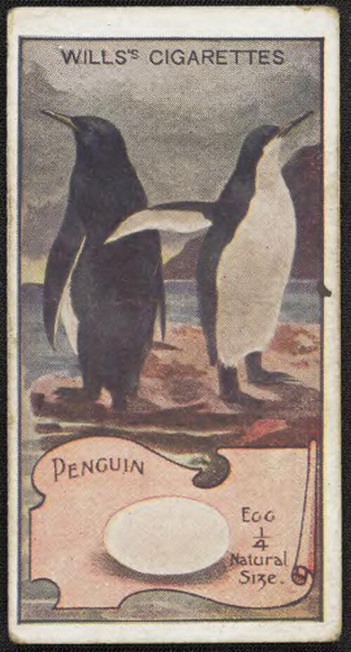Penguin [picture]