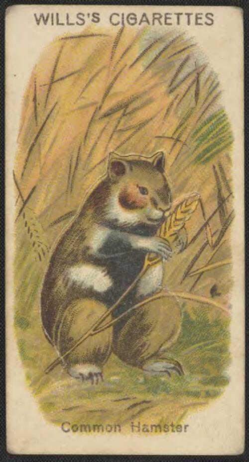 Common hamster (cricetus frumentarius) [picture]