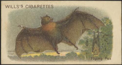 Flying fox - (peterous poliocephalus) [picture]