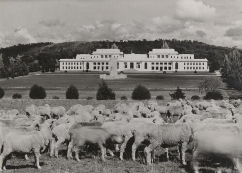 Old Parliament House, Canberra, with sheep in foreground [2] [picture] / R. C. Strangman