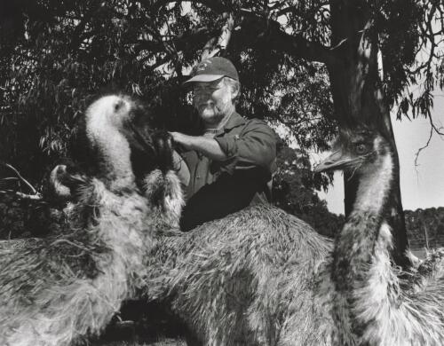 Mal Sharp, manager of the Rainbow Valley Trout and Game Farm, feeding the emus, Mongarlowe, New South Wales, June 1997 [picture] / Terry Milligan