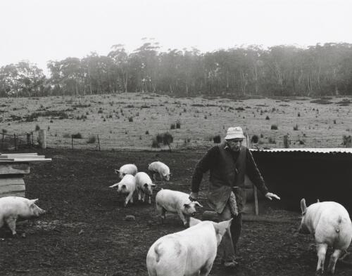Guy Papler, Landrace and Large white pig farmer at his property at Mongarlowe, New South Wales, January 1998 [picture] / Terry Milligan
