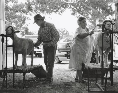 Bob and Barbara Ramm, graziers, preparing two poll dorset rams for the Braidwood Show, Braidwood, New South Wales, March 1995 [picture] / Terry Milligan